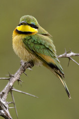 Guêpier nain, Merops pusillus, Little Bee eater, Parc national Kruger, Afrique du Sud