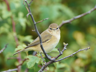 Common Chiffchaff (Phylloscopus collybita)