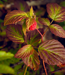 Raspberries growing in the forest closeup view