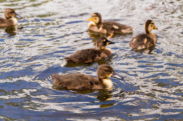 Entenküken im Wasser 