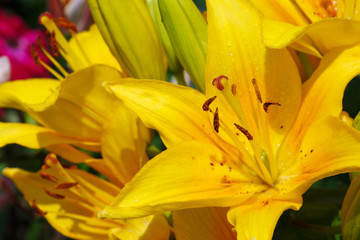 Lilly flowers closeup.