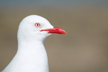 Seagull grumpy