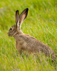 Black-tailed jackrabbit, seen in the wild near a north California marsh 