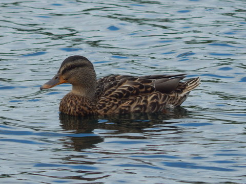 Beautiful duck swims. Duck on waves, reflection in water.