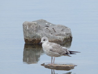 Gull stands on rock in water. Gull resting on stone in water.