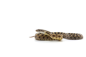 snake isolated on white background