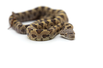 snake isolated on white background