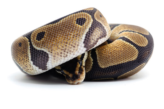 python snake isolated on white background