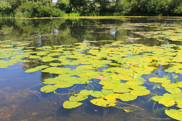 Yellow water flowers (Nuphar Lutea)