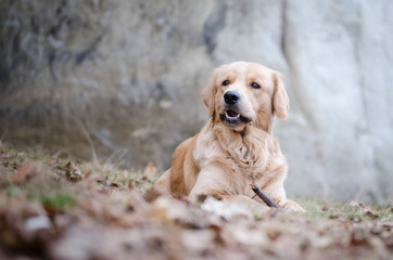 Golden retriever dog in the forrest