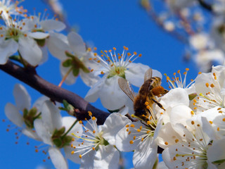  Bee collecting pollen from blossoming cherry plum