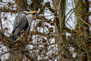 Great heron sitting on a branch in winter time