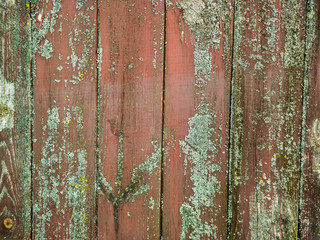 wooden background with moss