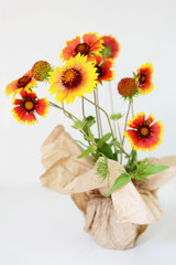 Echinacea red and yellow flowers