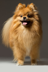 Obraz premium Spitz with red hair and beautiful smile is in the rack