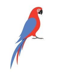 Parrot macaw