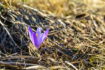 Carpathian saffron on the meadow