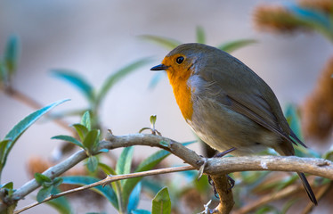 Robin