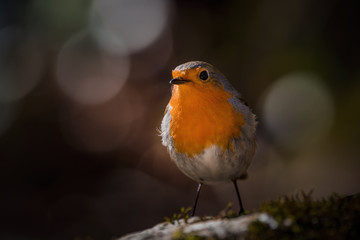 Fototapeta premium Robin