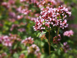Thyme flower in meadow, blurred background