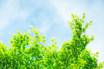 Green Leaves And Blue Sky