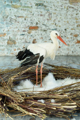 White stork in a nest with feathers