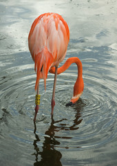Pink flamingo in pond