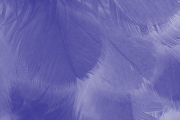 Violet color trends chicken feather texture background 