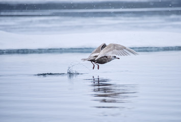 Bird and Water