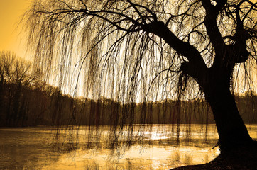 lichtspiel