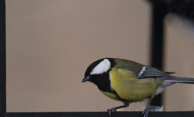 Branch of ripe red viburnum