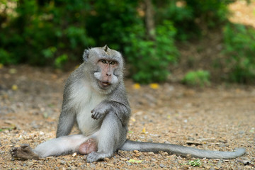 Monkey showing fangs