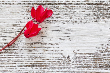 cyclamen on old wooden background