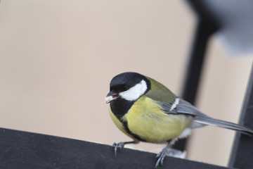 titmouse with a piece of bread in its beak