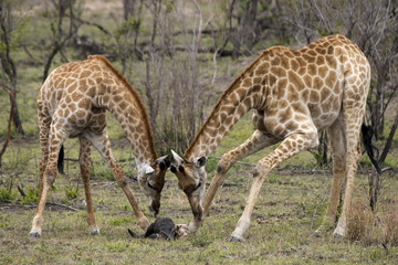 Naklejka na ściany i meble Girafe, Giraffa camelopardalis, Parc national Kruger, Afrique du Sud