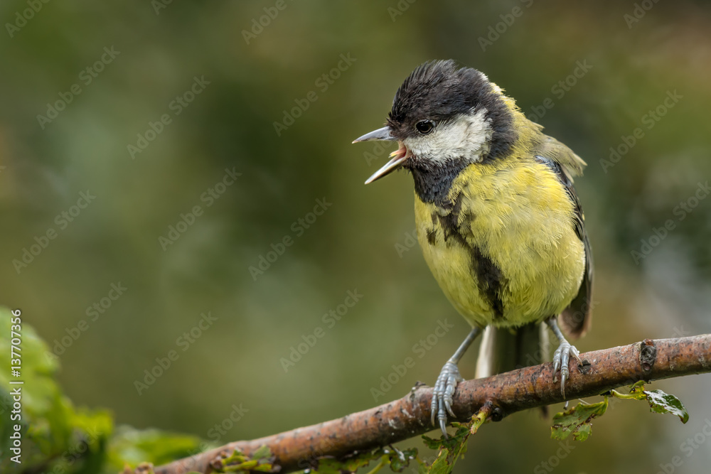 Aufkleber A juvenile great tit is perched on a branch looking to the left with its beak open and tongue out