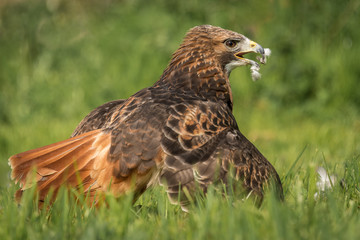 Red tailed hawk on the grass with its wings spread protecting its prey, with feathers on its beak and on the grass