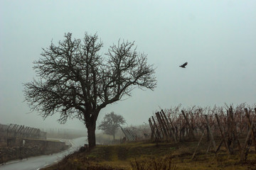 L'envol du corbeau
