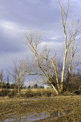 Tall bare tree on farmland flooding in spring thaw, cloudy sky