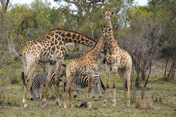 Girafe, Giraffa camelopardalis, Parc national Kruger, Afrique du Sud