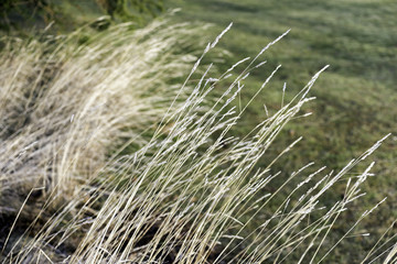 Long golden delicate grasses growing wild naturally and leaning in the wind