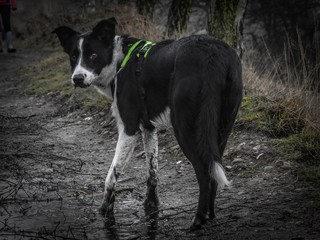 Are you looking at me ?