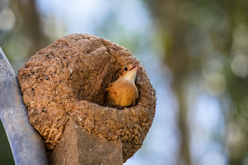 Rufous hornero in its clay nest, Pantanal, Brazil