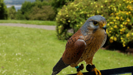 Kestrel on roost