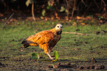 Black collared hawk walking along a muddy riverbank, Pantanal, Brazil