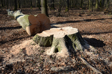 baumfällen