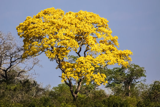 Yellow tabebuia (Tabebuia alba) or Yellow Ipe tree in full bloom, Pantanal, Brazil 