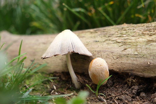 mashrooms in the garden