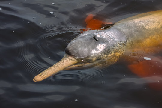 Close up of Pink river dolphin on the water surface, Rio Negro, Novo Airao, Brazil