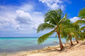 Obraz na płótnie Canvas Caribbean sea and palms.